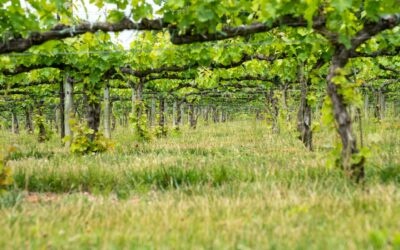 The Renewal of Bordeaux Wines: Challenges in the Years to Come