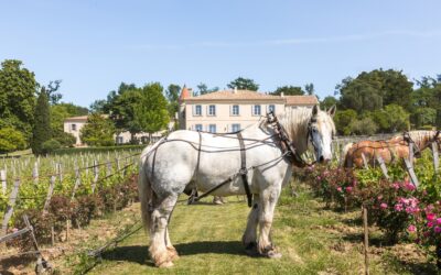 Discovering Château Troplong Mondot